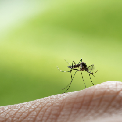 Mückenplage im Anflug- So hilft die Apotheke